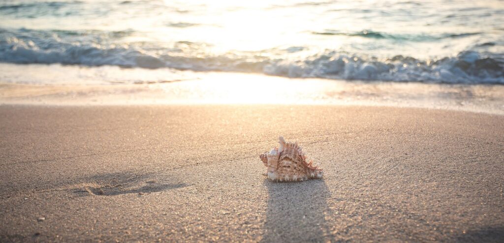 beach, shell, sea, vacations, sand, nature, summer, spiral, coast, summer vacation, beach, beach, shell, summer, summer, summer, summer, summer