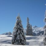 fir trees, nature, forest, snowy, winter, snow, winter magic, snow magic, wintry, winter forest, landscape, cold, winter dream, winter landscape, trees, fir tree, winter, snow, winter landscape, winter landscape, winter landscape, winter landscape, winter landscape