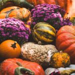 pumpkin, harvest, fall, october, thanksgiving, nature, pumpkin, harvest, harvest, harvest, harvest, harvest, fall, fall, fall, fall, fall, october, thanksgiving